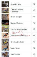 Screenshot_20260426_083101_Merlin Bird ID.jpg