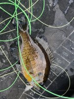 IMG_7582.jpeg
