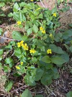 IMG_0670.jpeg IMG_0670.jpeg