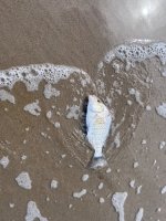 IMG_7432.jpeg