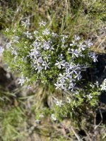 IMG_4074.jpeg