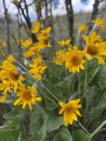 IMG_4072.jpeg
