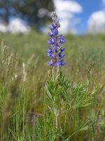 IMG_4069.jpeg