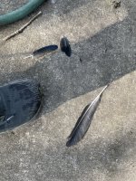 IMG_4238.jpeg