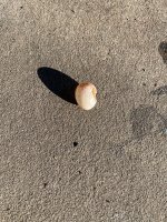 IMG_4239.jpeg