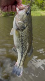IMG_2969.jpeg
