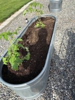 VEGGIES1.jpg