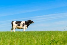 cow.jpg