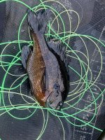 IMG_7600.jpeg