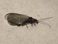 IMG_4685.jpeg