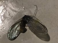 IMG_4684.jpeg