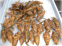 Giant_water_bugs_on_plate.png