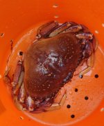 crabbing 1.jpg