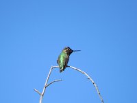 IMG_5417.JPG