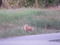 IMG_5292.JPG
