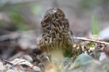 DSC_6118.jpeg