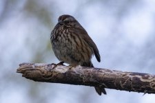 B00SongSparrow0670.jpg B00SongSparrow0670.jpg