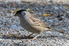 B02GoldenCrownedSparrow0922.jpg B02GoldenCrownedSparrow0922.jpg
