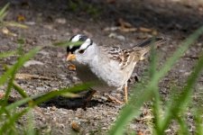 B01WhiteCrownedSparrow0930.jpg B01WhiteCrownedSparrow0930.jpg