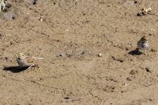 B03SavannahSparrows1186.jpg B03SavannahSparrows1186.jpg