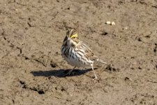 B04SavannahSparrow1191.jpg B04SavannahSparrow1191.jpg