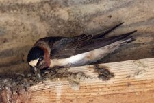 C02CliffSwallow1045.jpg C02CliffSwallow1045.jpg