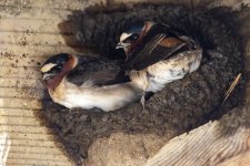 C03CliffSwallows1134.jpg C03CliffSwallows1134.jpg