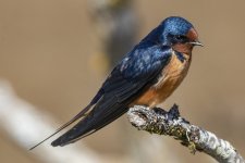 C04BarnSwallow1068.jpg C04BarnSwallow1068.jpg