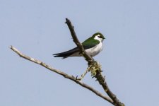 C05VioletGreenSwallow1138.jpg C05VioletGreenSwallow1138.jpg