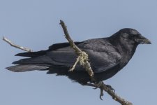 C06Crow1084.jpg C06Crow1084.jpg