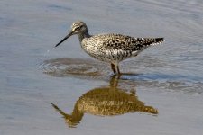 D00GreaterYellowlegs1025.jpg D00GreaterYellowlegs1025.jpg