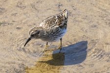 D01aLeastSandpiper1125.jpg D01aLeastSandpiper1125.jpg