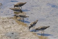 D001bLeastSandpipers1114.jpg D001bLeastSandpipers1114.jpg