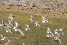 D02DunlinsLeastSandpipers1146.jpg D02DunlinsLeastSandpipers1146.jpg