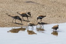 D03Dunlins1093.jpg D03Dunlins1093.jpg