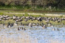 D04CacklingGeese0756.jpg D04CacklingGeese0756.jpg