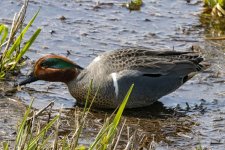 D05GreenWingedTealDrake1004.jpg D05GreenWingedTealDrake1004.jpg