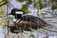 D08HoodedMerganserDrake0979.jpg D08HoodedMerganserDrake0979.jpg
