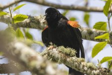 E04RedWingedBlackbird1270.jpg E04RedWingedBlackbird1270.jpg