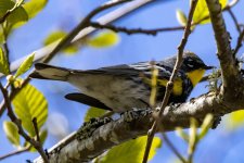 E05YellowRumpedWarbler0731.jpg E05YellowRumpedWarbler0731.jpg