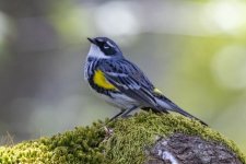 E06YellowRumpedWarbler1281.jpg E06YellowRumpedWarbler1281.jpg