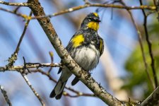 E07YellowRumpedWarbler0852.jpg E07YellowRumpedWarbler0852.jpg