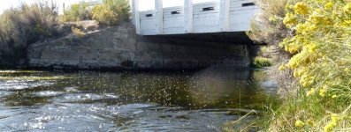 Caddis OviPositing.jpg