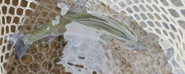 20220503_fish.jpg 20220503_fish.jpg