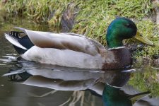 B01MallardDrake0592.jpg