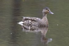B02MallardHen1335.jpg