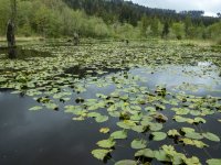 A01McClaneCreekPond_5060016.jpg