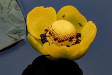 A02YellowWaterLilyFlower1570.jpg
