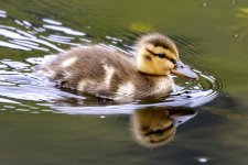 B03MallardDuckling1440.jpg