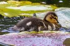 B04MallardDuckling1507.jpg